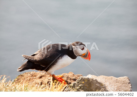Puffin Puffin 5604402