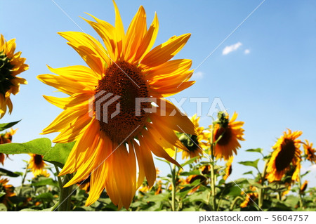 Sunflower Sunflower 5604757
