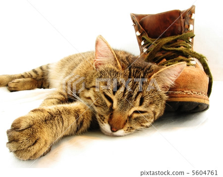 Cat and boot 5604761