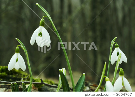 Spring flowers Spring flowers 5604767