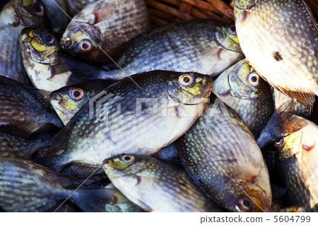 Fish market Fish market 5604799