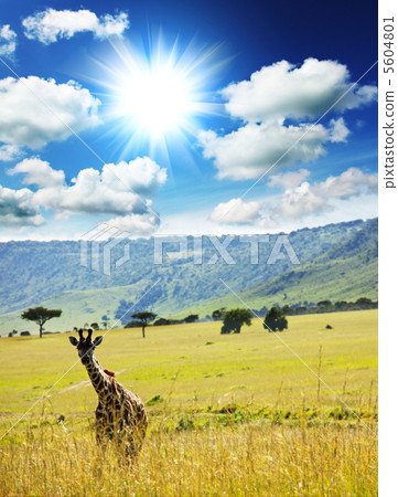 Giraffe Giraffe 5604801
