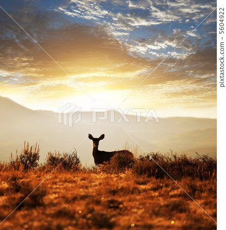 Deer Deer 5604922