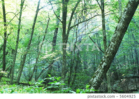 Spring forest Spring forest 5604925