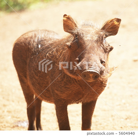 Pigg Pigg 5604940