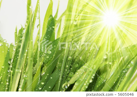 Drops Drops 5605046