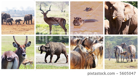 Safari Safari 5605047