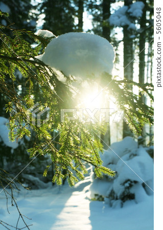 Winter in forest Winter in forest 5605048