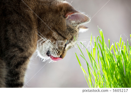 Cat portrait Cat portrait 5605217