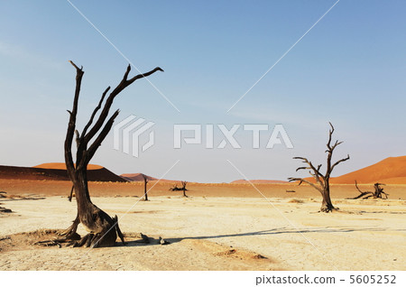 Namib Namib 5605252
