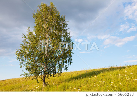 Birch Birch 5605253