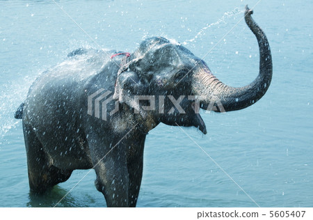 Elephant Elephant 5605407