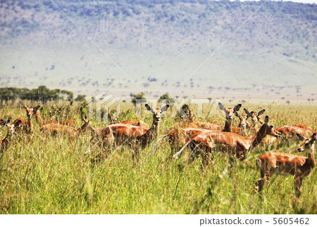 Antelope in grass 5605462