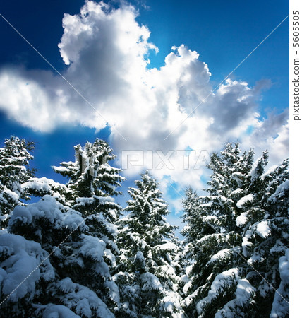 Frozen trees 5605505