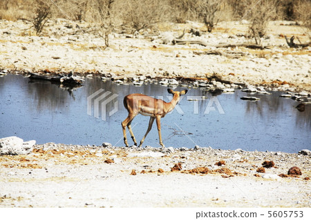 Antelope 5605753