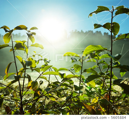 Sunny meadow Sunny meadow 5605884