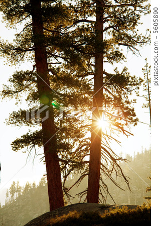 Pine Pine 5605890