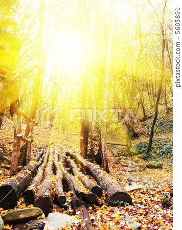 Autumn in forest Autumn in forest 5605891