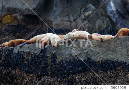 Sea lion Sea lion 5605939