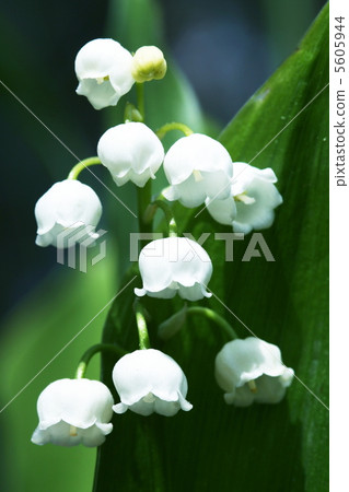Lilly of the valley Lilly of the valley 5605944