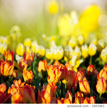Tulips Tulips 5605961