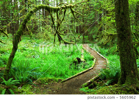 Green forest Green forest 5605962