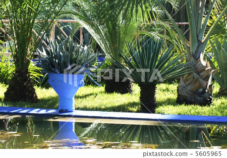 Garden 5605965