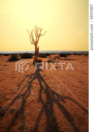 Quiver tree 5605967