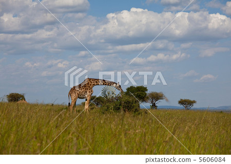 Giraffe Giraffe 5606084