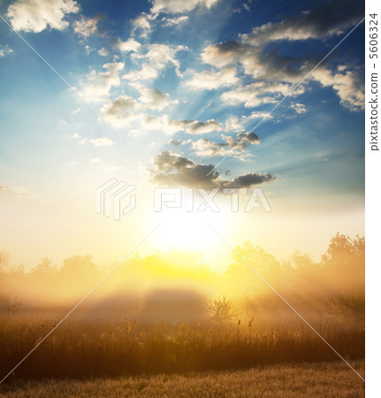 Misty forest 5606324