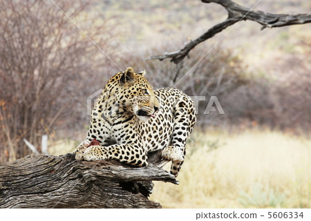 Leopard on tree 5606334