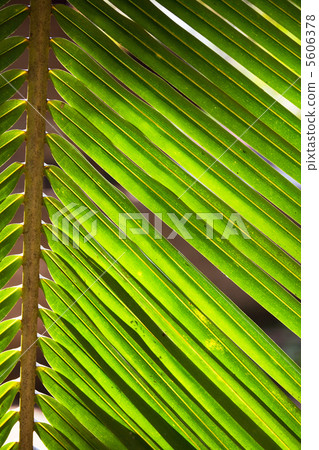 Leaves texture 5606378