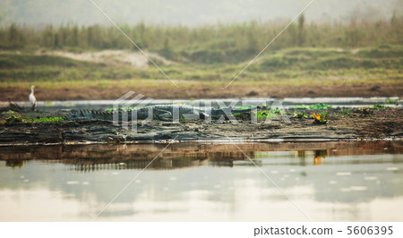 Crocodile Crocodile 5606395