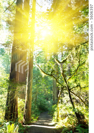 Forest Forest 5606397