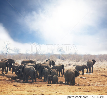 Elephants Elephants 5606398