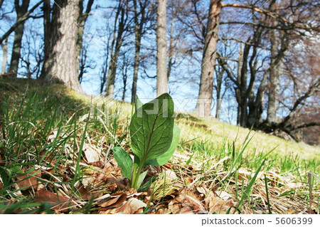 Spring in forest Spring in forest 5606399