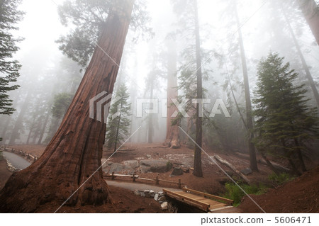 Sequoya Sequoya 5606471