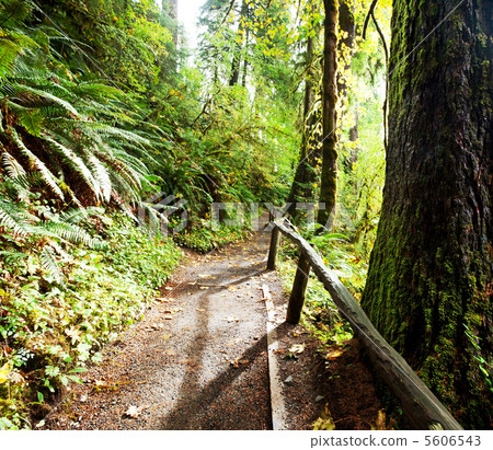 Green forest Green forest 5606543