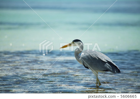 Bird on Maldives 5606665