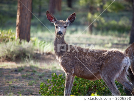 Deer Deer 5606898