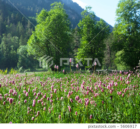 Flowers meadow Flowers meadow 5606917