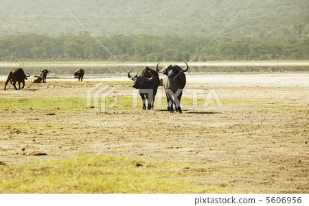 Buffalo 5606956