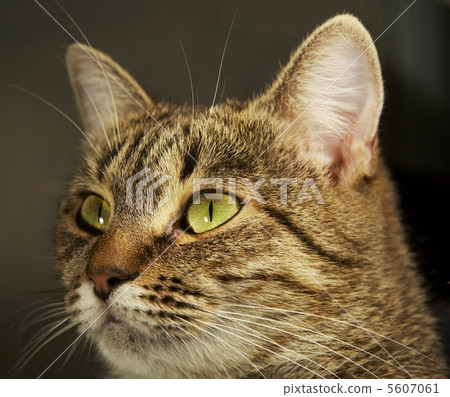 Cat Cat 5607061