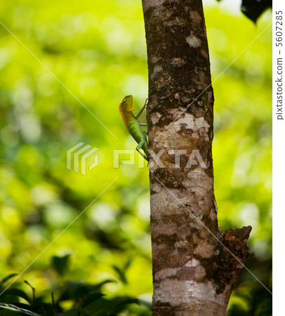 Chameleon 5607285
