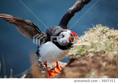Puffin Puffin 5607351