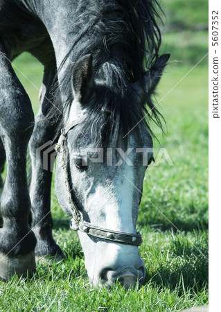 Horse 5607352