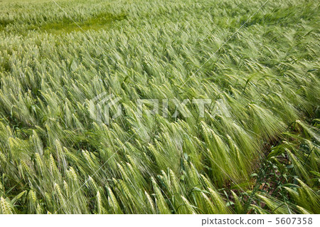 Wheat Wheat 5607358