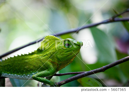 Chameleon 5607365