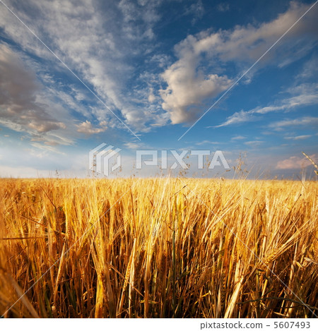 Wheat Wheat 5607493