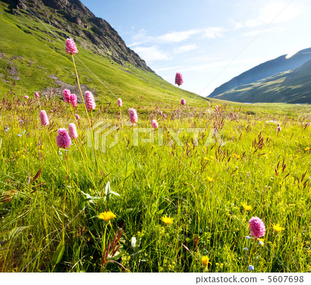 Flowers meadow 5607698